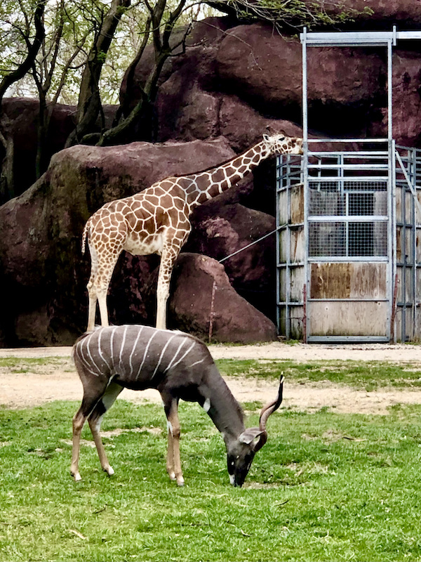 A giraffe eating from a high food station and a gazelle grazing on grass at the Saint Louis Zoo