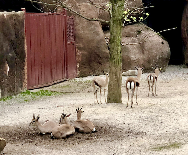 A group of horned animals with white butts resting on the ground at the Saint Louis Zoo