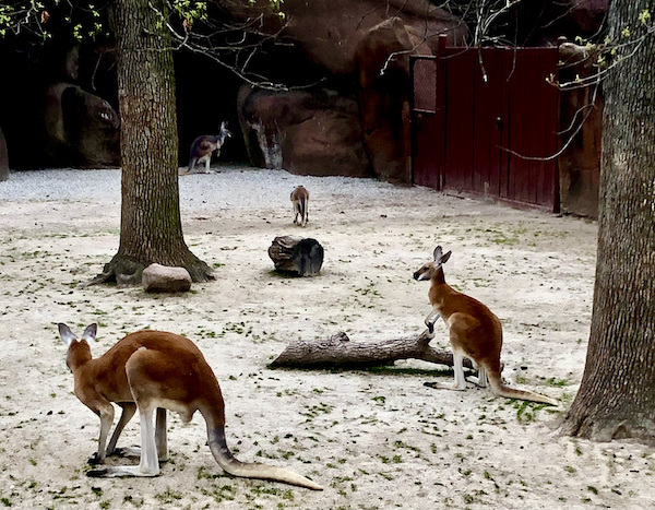 A trio of kangaroos in their habitat at the Saint Louis Zoo