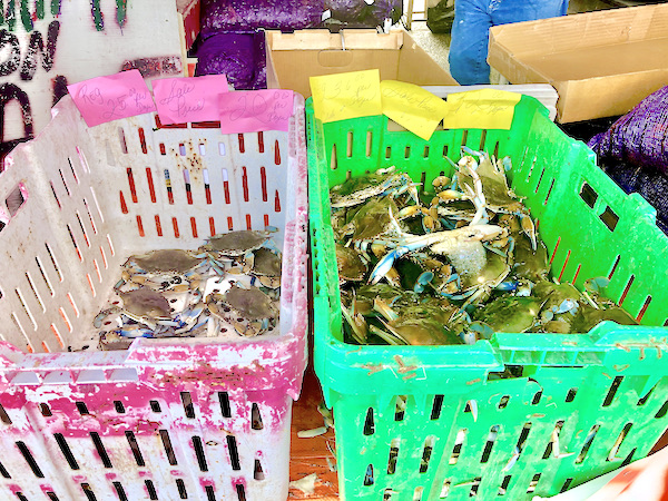 Red and green plastic baskets holding fresh blue crabs at Westwego Shrimp Lot Louisiana