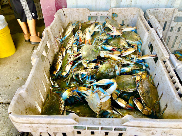 An ivory colored plastic basket holding large blue crabs at Westwego Shrimp Lot Louisiana