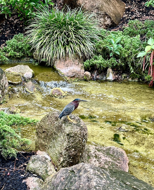 A grey and dark blue bird with a long beak perched on a rock by a pond.