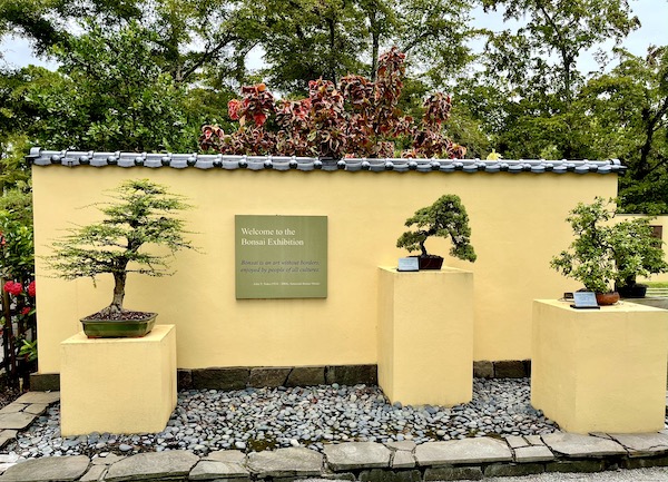 A yellow wall and tall yellow planters holding miniature trees at Morikami Museum and Japanese Gardens