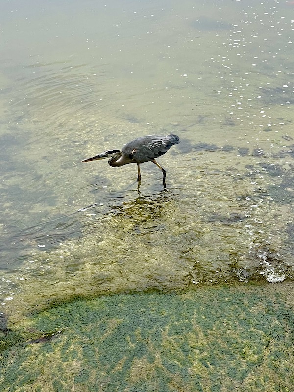A blue heron standing in a lake at Morikami Museum and Japanese Gardens
