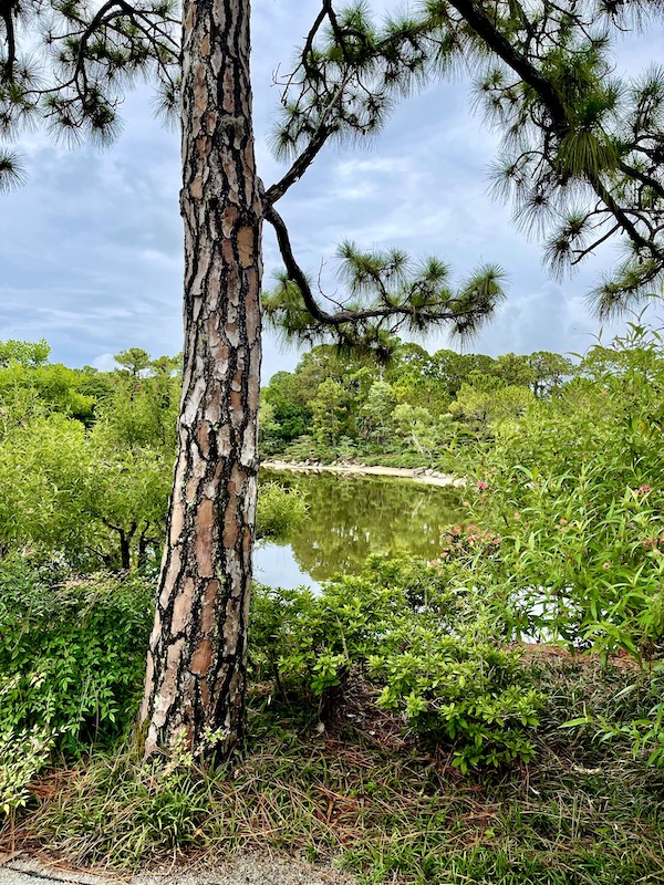 A single evergreen tree stand in front of lush greenery at Morikami Museum and Japanese Gardens