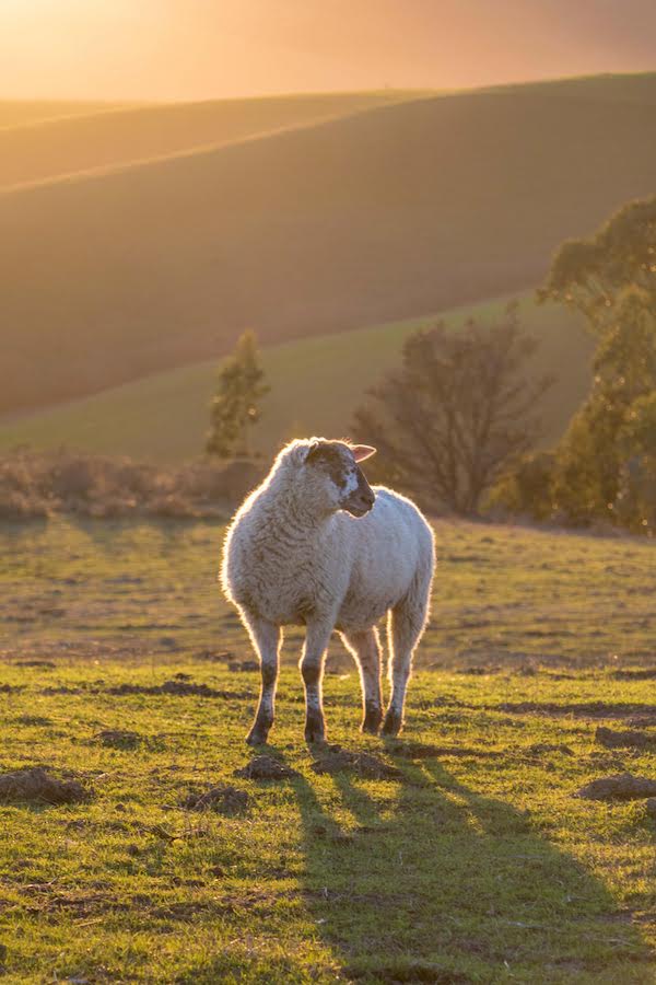 A wooly sheep looking at its grazing area.