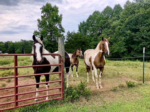 A trio of brown and white horses by a fence in Beautiful Greenville South Carolina