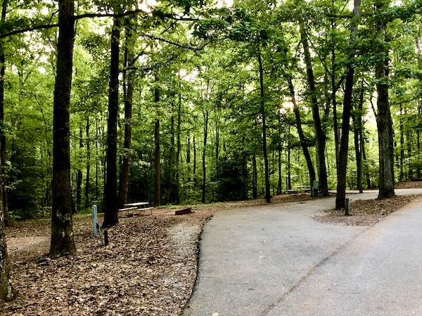 A path through leafy trees in Beautiful Greenville South Carolina