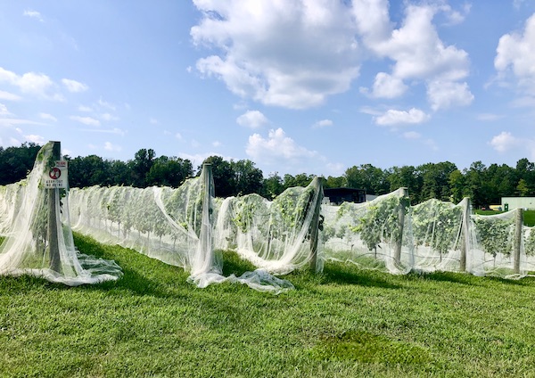 A vineyard with white netting over the grapevines at Louisa VA Small Town Big Impact