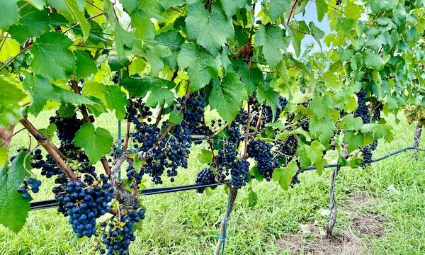 Clusters of deep purple grapes hang from vines in Louisa VA Small Town Big Impact