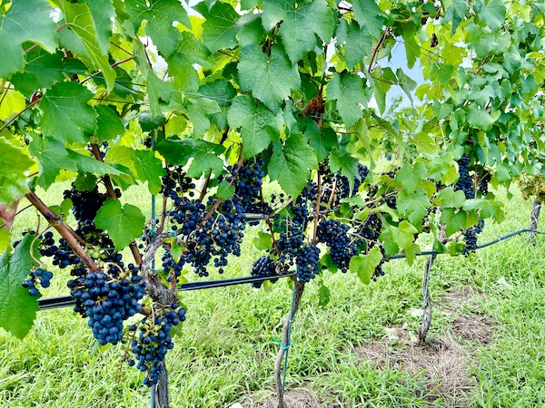 Clusters of deep purple grapes hang from vines in Louisa VA Small Town Big Impact