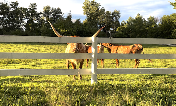 A couple of brown steers with longhorns on grass by a fence in Louisa VA Small Town Big Impact