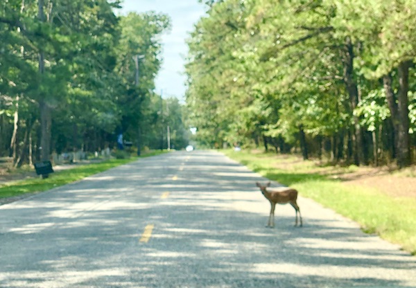 A deer stopped on the street right in front of our car on Our Pilgrimage to the Jersey Shore