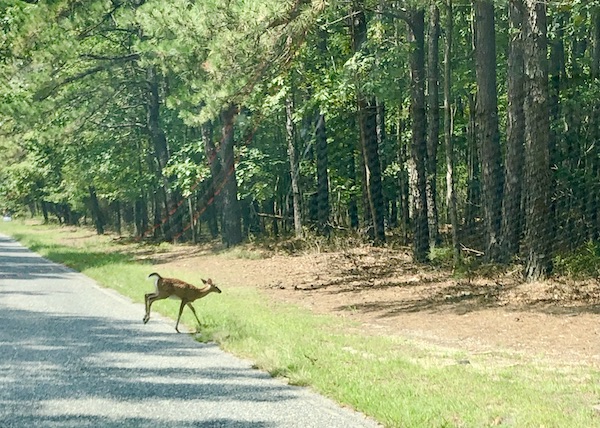 A deer going into the woods on Our Pilgrimage to the Jersey Shore