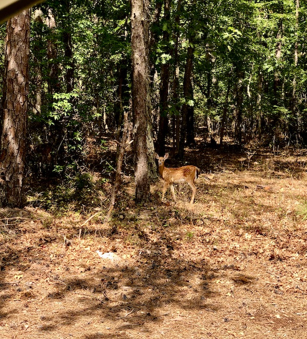 A deer poses in front of trees on Our Pilgrimage to the Jersey Shore