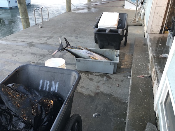 A marina deck with a cooler holding fresh tuna while Revisiting Delaware Seashore State Park
