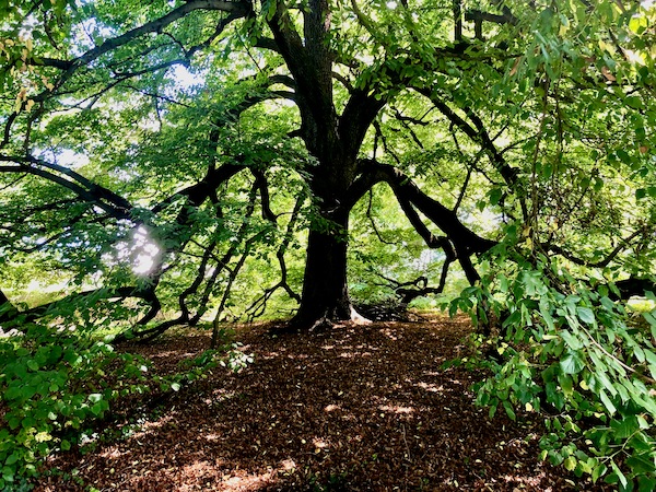 A large sprawling tree with leaves and branches at Thomas Jefferson's Monticello