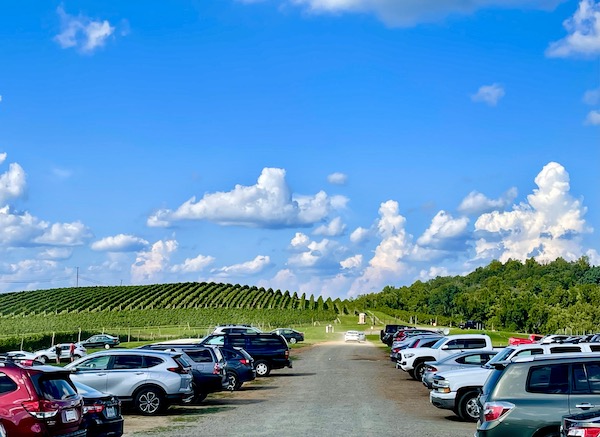 A parking lot with cars and in the background are trees on right and rows of grape vines on left.