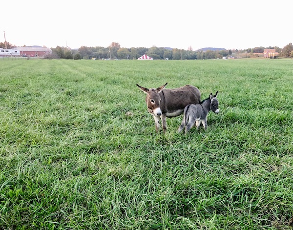 A mama and her baby donkey on a green field.