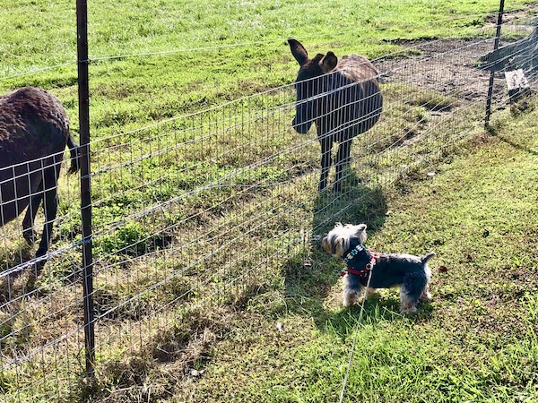 A lawn with a chain link fence dividing two donkeys from a black and gold Yorkie on a leash.