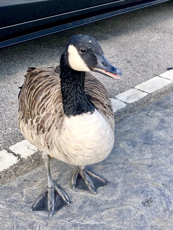 A duck posing on the street for his close-up.