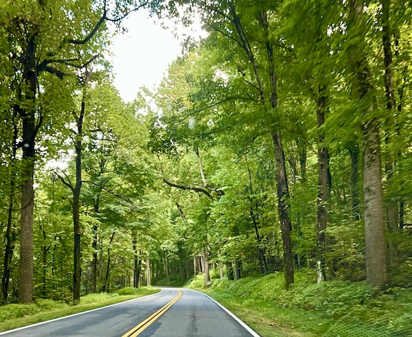 A paved road through a forrest at Great Smoky Mountains National Park
