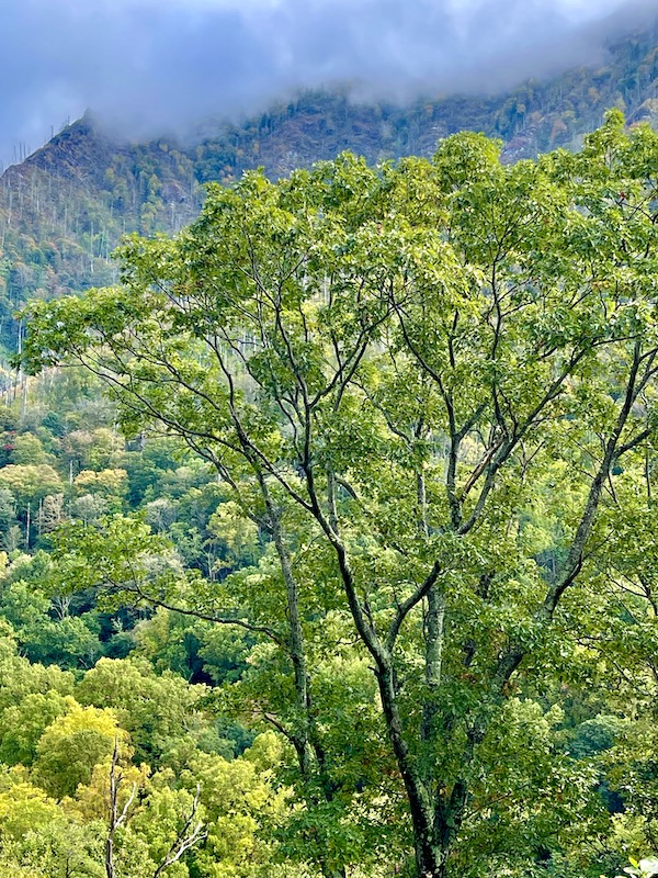 A large leafy tree in the foreground with cloud topped mountain in the background.