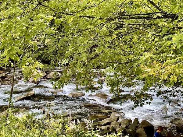 A creek with whitewater seen through the trees at Great Smoky Mountains National Park