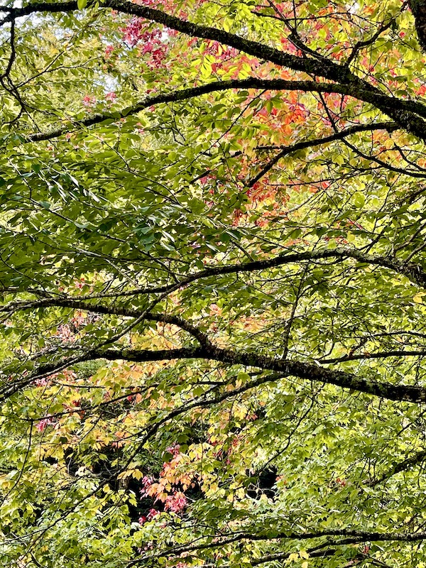 Trees with branches and lots of green leaves. A few of those leaves are coral colored.