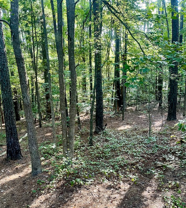 Lots of trees at the RV park where we enjoyed the last of our Italian Apple Cake