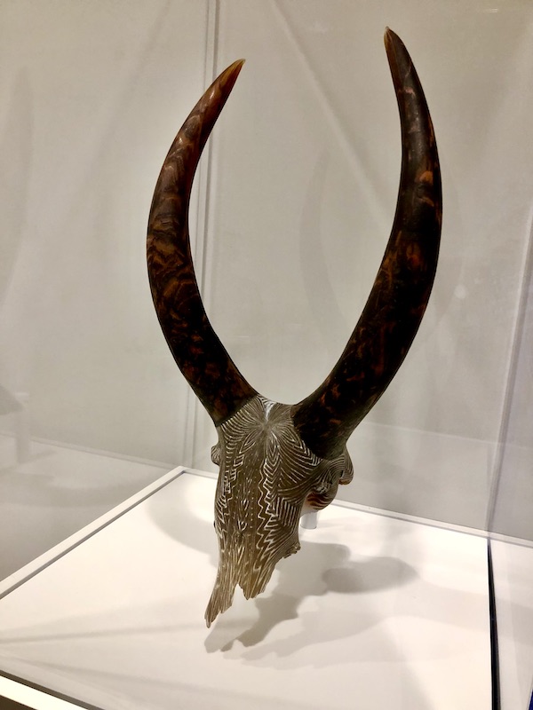 A steer skull made of blown and acid-etched glass at the Knoxville Museum of Art Tennessee