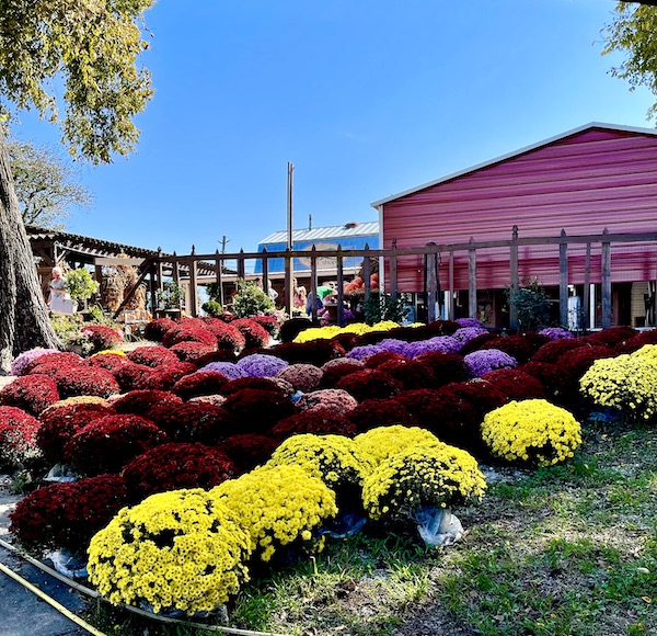 A red barn with an array of mums and pumpkins in front in Memphis Tennessee