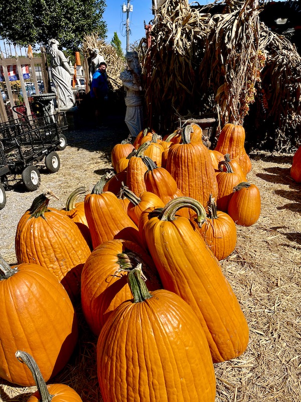 A line up of tall orange pumpkins in Memphis Tennessee