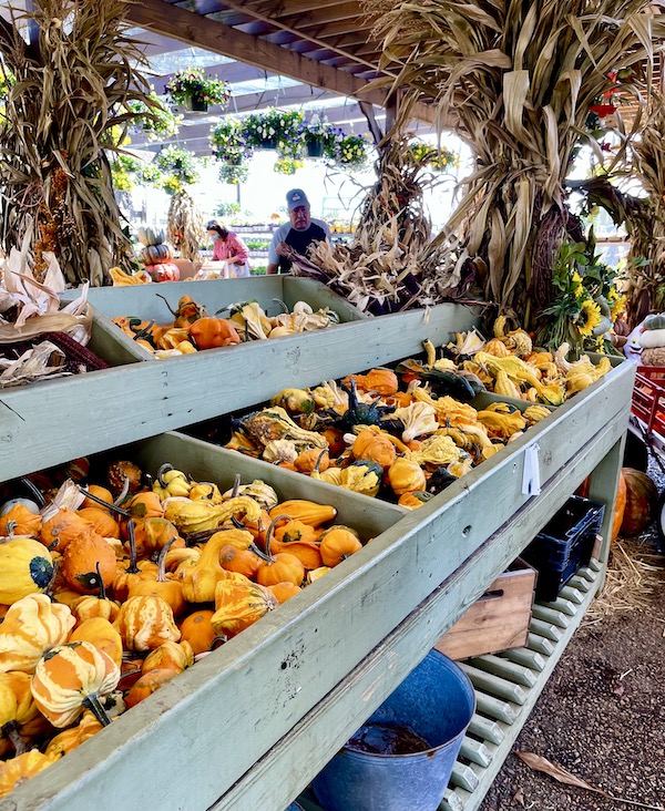 Gray market bins of small gourds and squashes in Memphis Tennessee