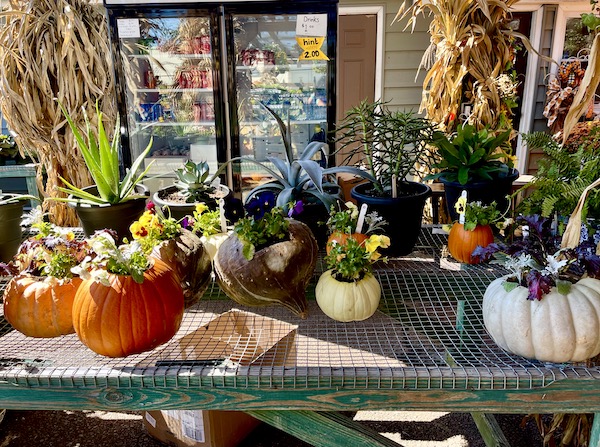A table with a display of plants in pumpkins in Memphis Tennessee