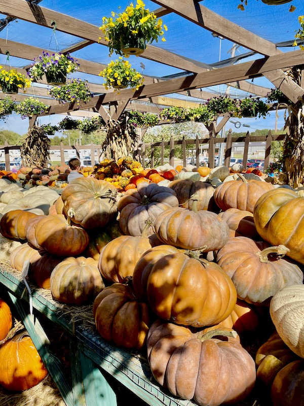 Market display of assorted colors, shoes and sizes of pumpkins in Memphis Tennessee