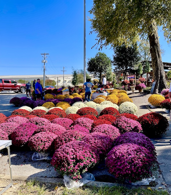 A display of chrysanthemum plants and pumpkins in many colors in Memphis Tennessee