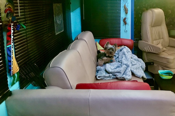 A Yorkie resting on a gray blanket on a beige sofa with red arm bolsters.
