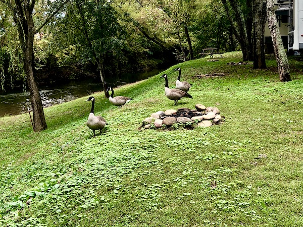Several geese on a lawn near trees in Pigeon Forge TN