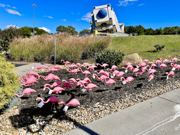 A large group of pink lawn flamingos by a field of plants near Sunliner Diner Pigeon Forge TN