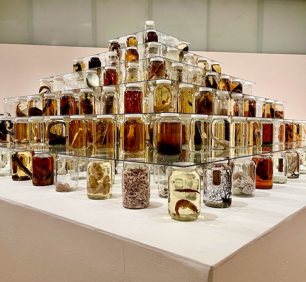 A pyramid of specimens in glass jars on display in Downtown Lafayette Louisiana