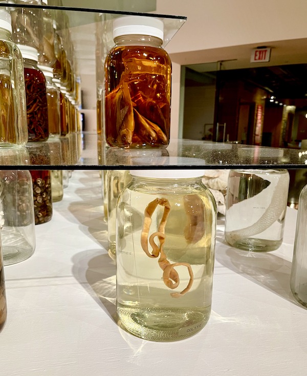 A few specimen jars filled with creatures from the Gulf of Mexico.
