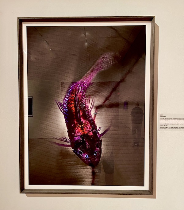 A picture of a purple stained catfish at AcA in Downtown Lafayette Louisiana