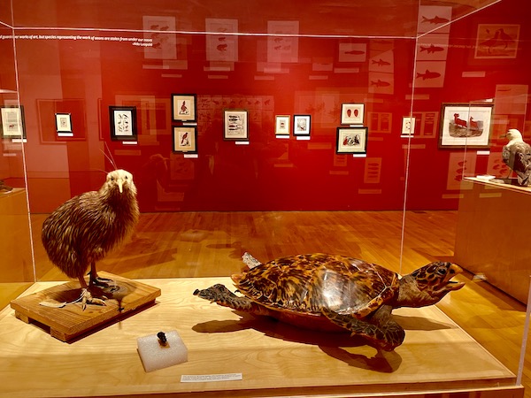 A glass case with a bird and a tortoise