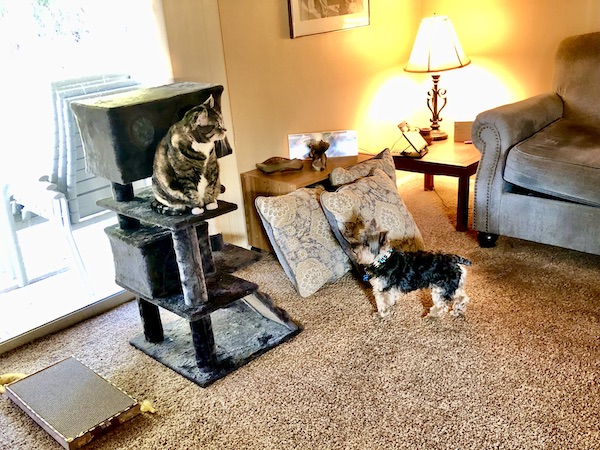 A brown and black cat on his condo perch looking at a black and gold yorkie, who's looking up at her.