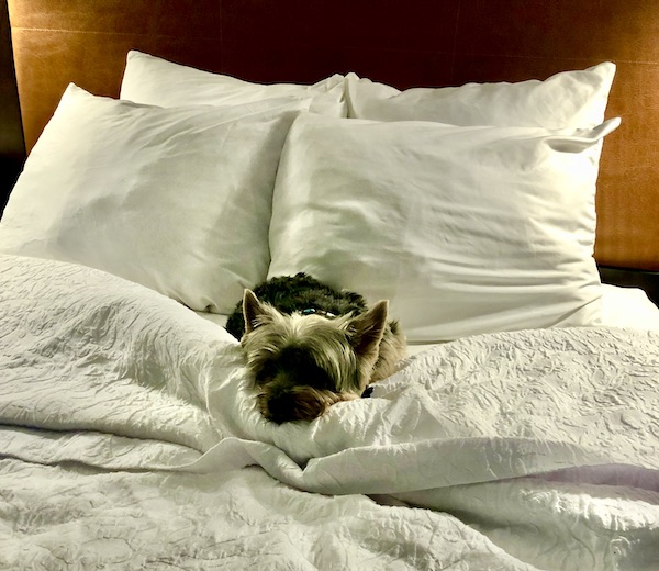 A black and gold Yorkie nestled between pillows and blanket in hotel bed.