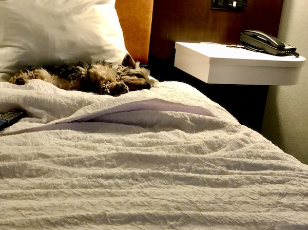 A yorkie is sleeping on his side on a bed with white pillows and blanket while we were getting new brakes for Ladybug