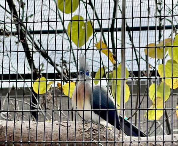 A bird with big blue eyes behind the fence at the Abilene Zoo