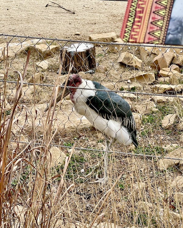 A black and white bird with tall spindly legs and red head seen during our Fun Day at Abilene Zoo