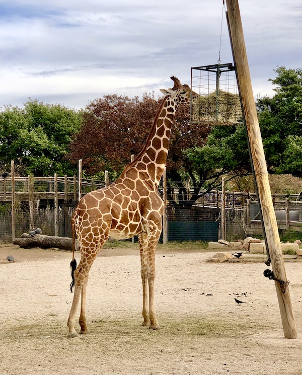 A brown and white giraffe eating from a high food receptacle during a Fun Day at Abilene Zoo